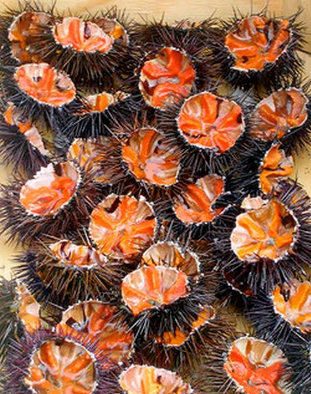 sea urchins Provence