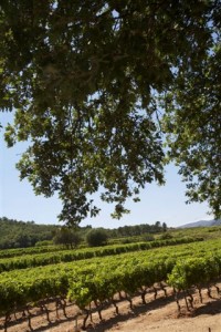 Vineyard in Cogolin